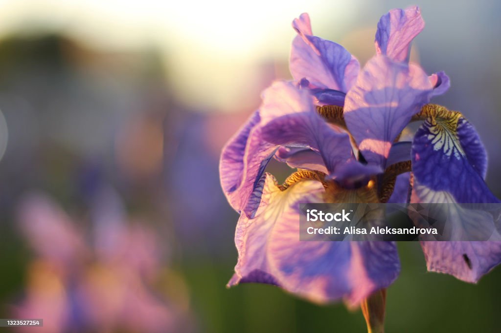 Closeup of a flower of iris with sun rays. Purple flowers are growing in a garden. Focus on the center of the flower
