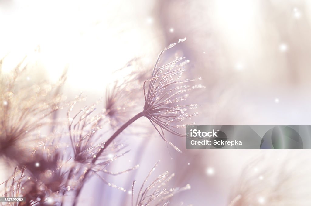 Beautiful winter seasonal background with dry plants against sparkling bokeh lights